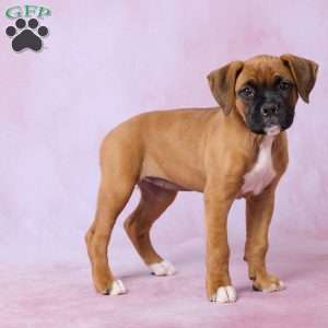 Macy, Boxer Puppy